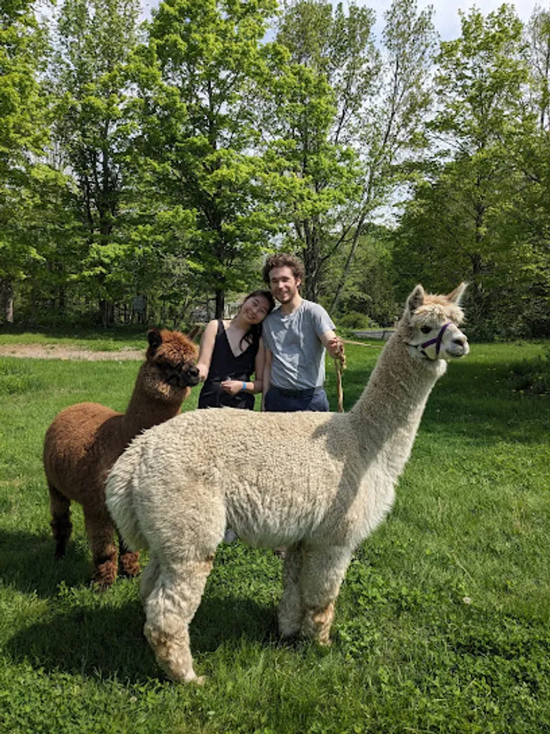 The Blue Alpaca