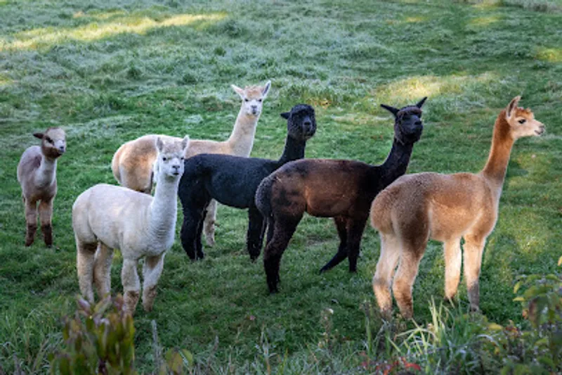 Dead Stream Alpaca & Maple Farm