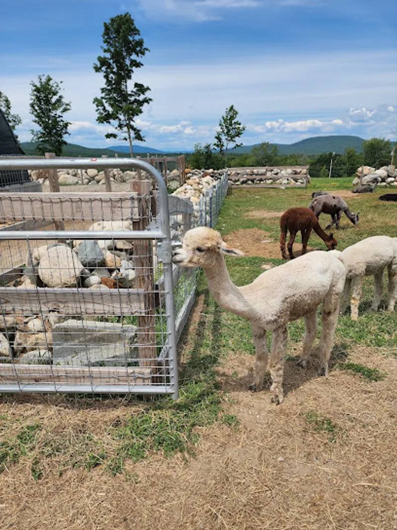 Elf Paca Meadows