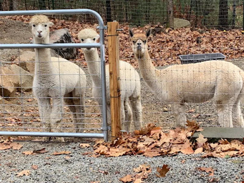 East Coast Alpacas