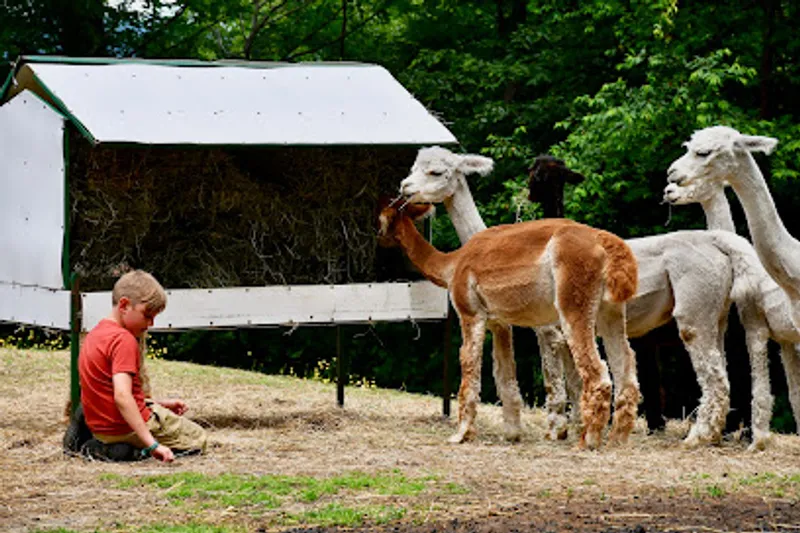 High Country Animals