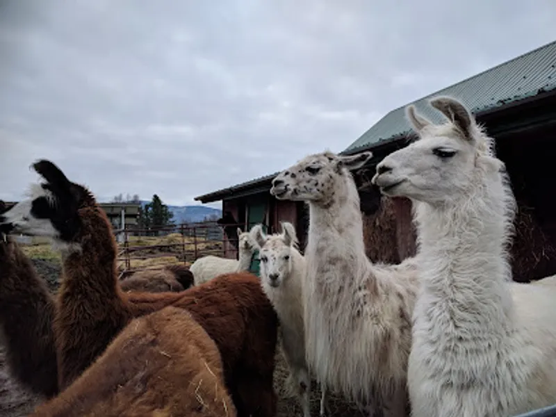 Northern Vermont Llama Co & Christmas Tree Farm