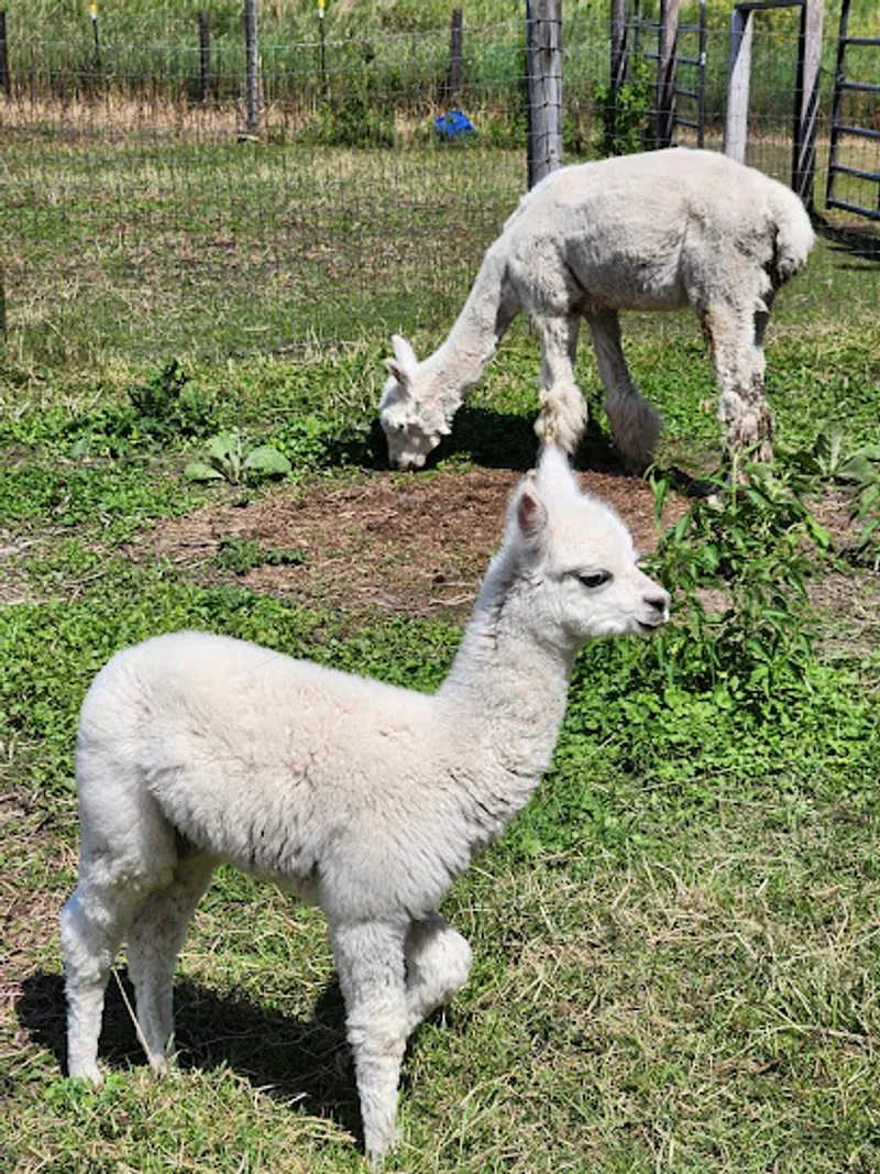Evergreen Oasis Farm & Market