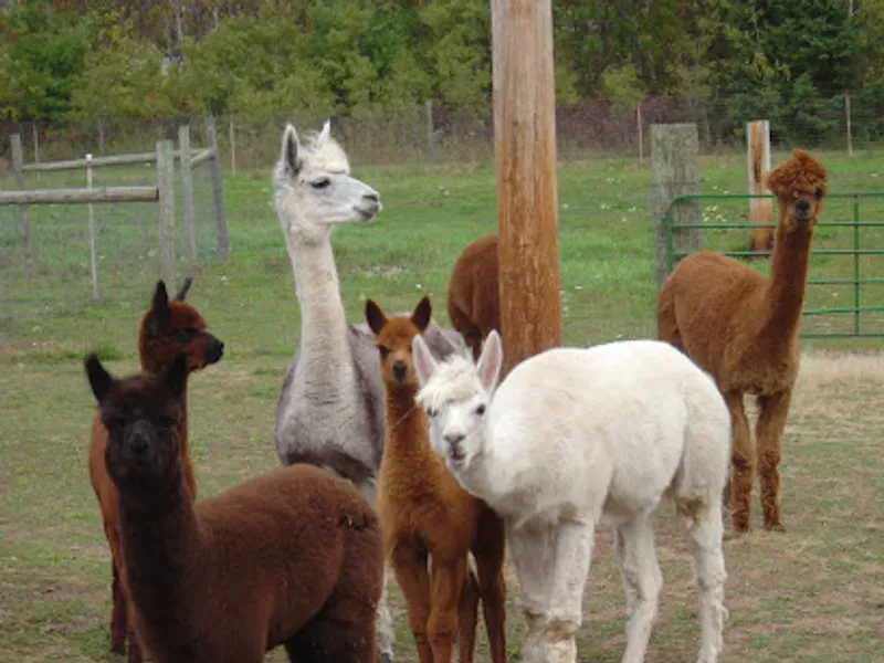 Sunrise River Alpacas