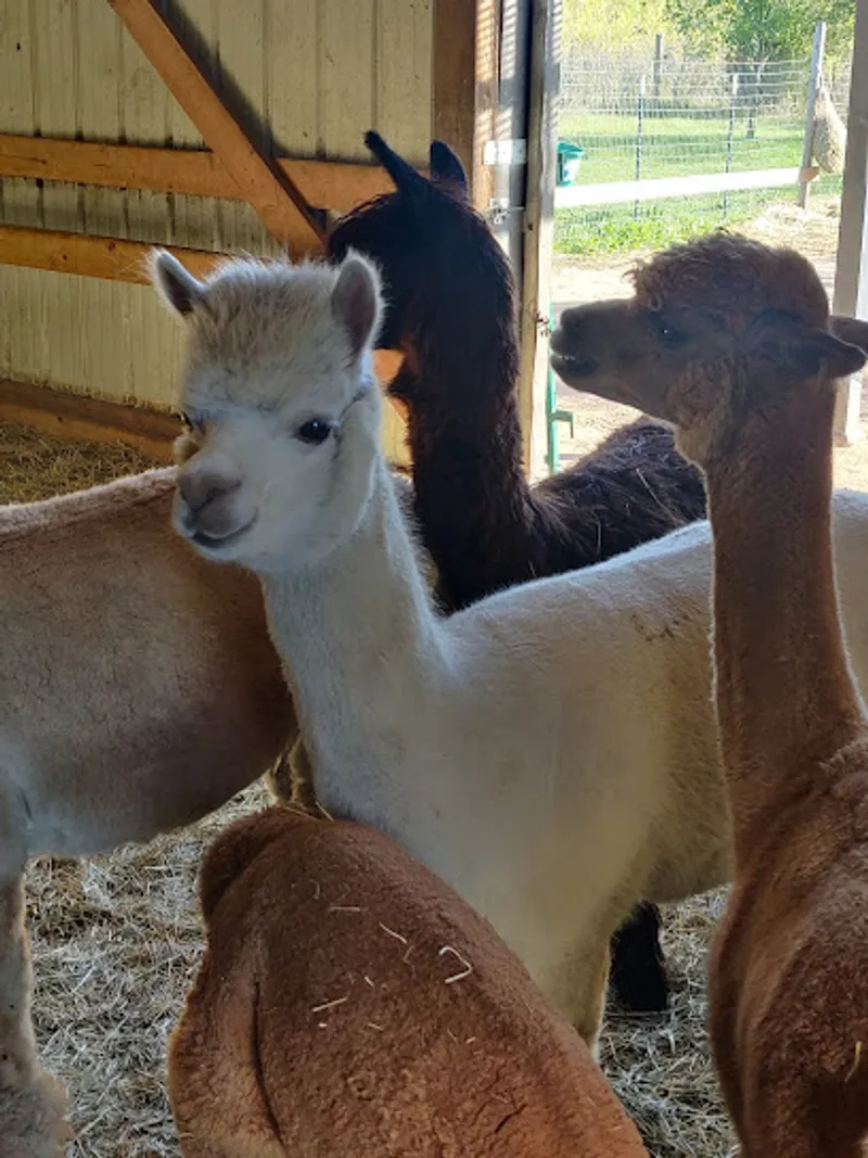 Crimson Sunrise Farm Alpacas