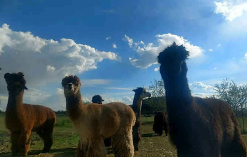 Mule Train Alpaca Ranch