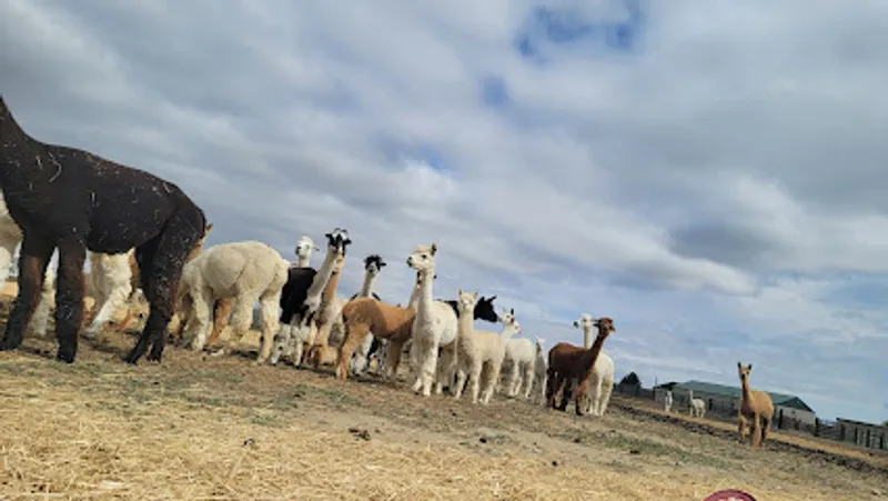 Arrowhead Alpacas