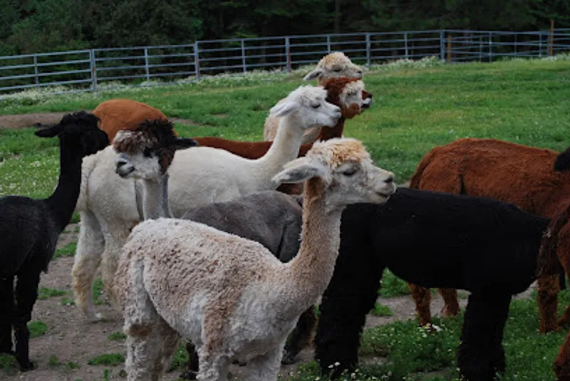 Seven Stars Alpaca Ranch