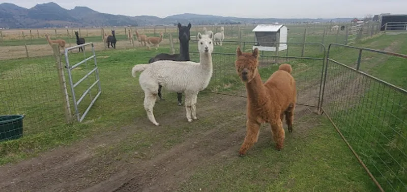 Alpacas of South Fork Farms