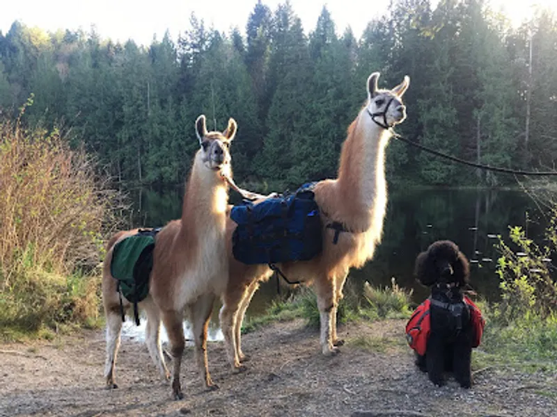 JNK Llama Farm