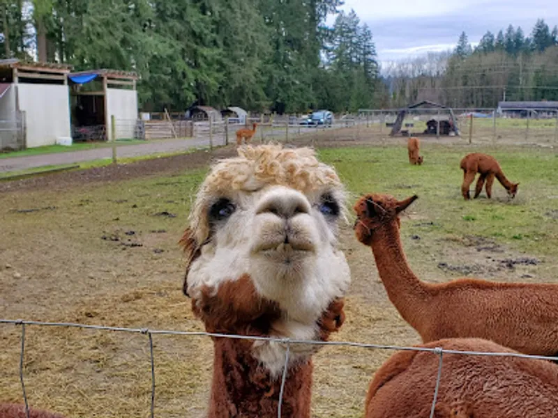 Cascade Rose Alpacas