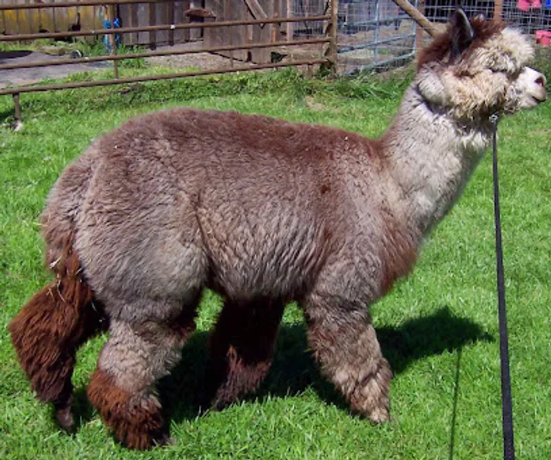Kestrel Meadow Alpaca