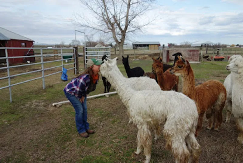 Old Homestead Alpacas