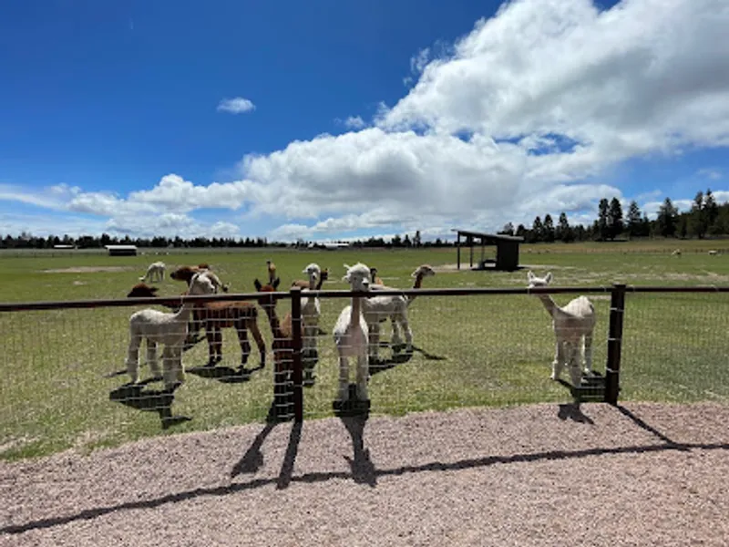 Happy Hounds Alpaca Ranch