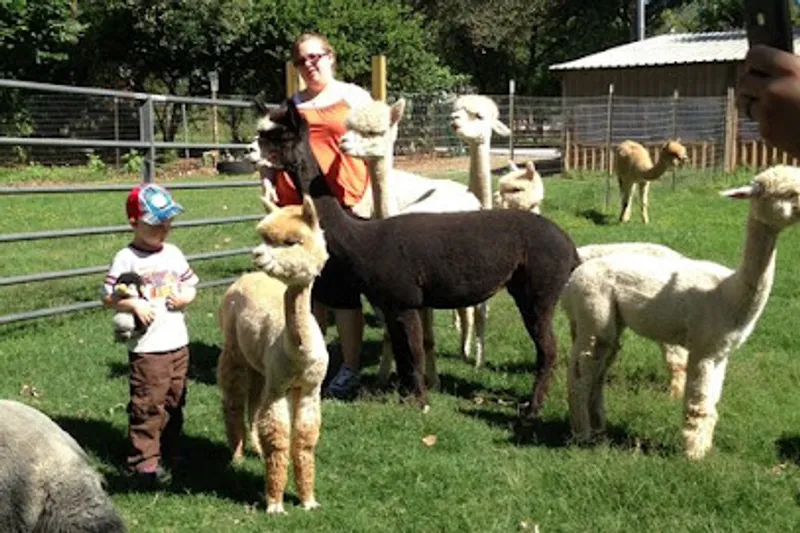 Arapaho Rose Alpacas
