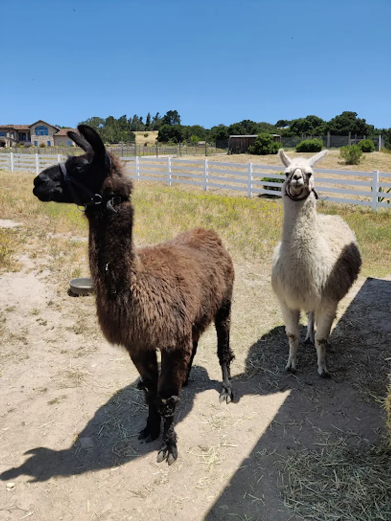 D'Jango Hill Farm