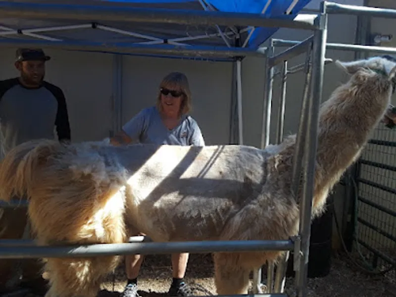 Sandy Acres Alpacas