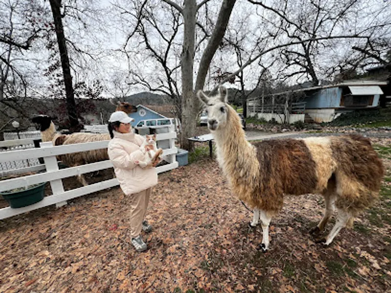 Llamas of Circle Home