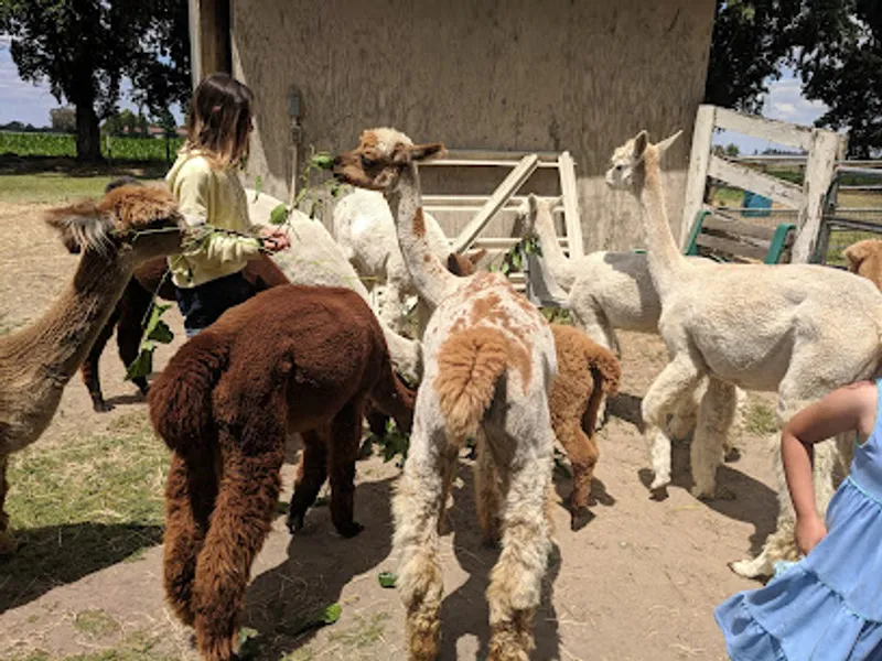 Macedo's Mini Acre