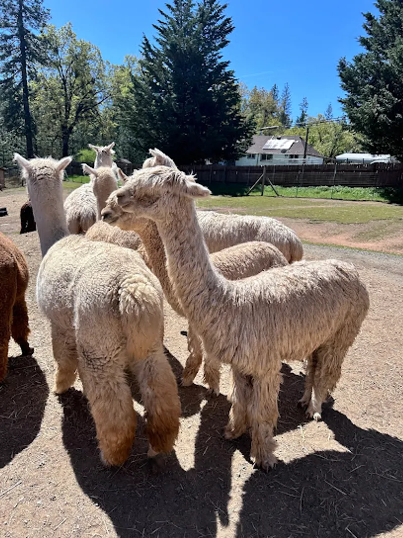 Alpacas of El Dorado