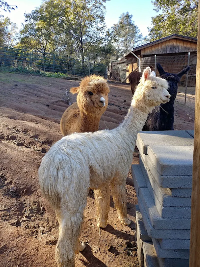 Alpacas of Somerset Farm