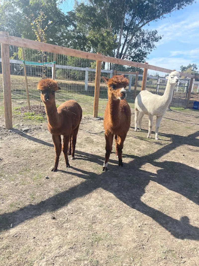 Ogden Alpacas (by appointment)