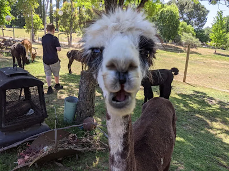 Loomis Alpacas