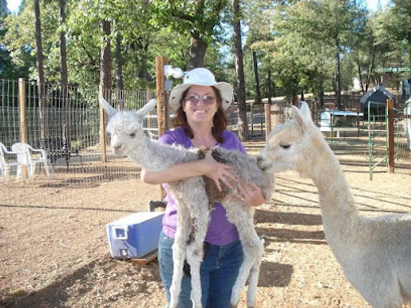 Sierra Rose Alpacas