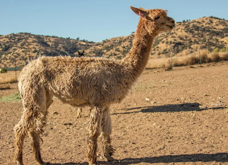 Adorable Alpacas
