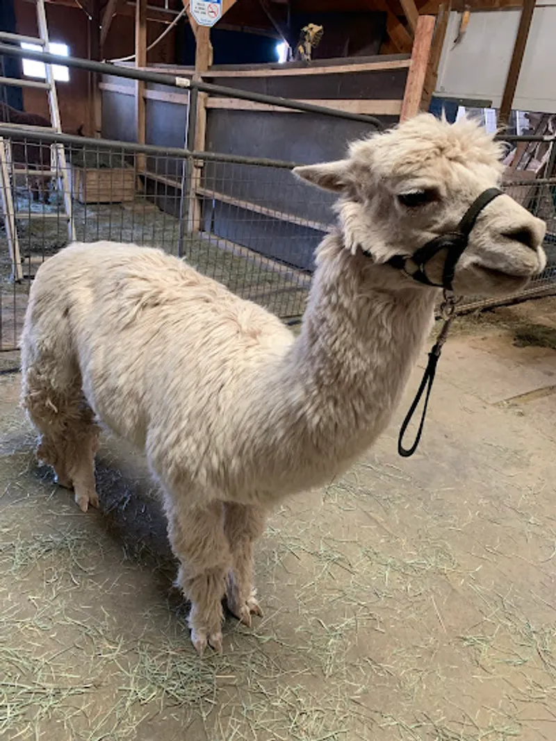 Alpacas of the Southwest