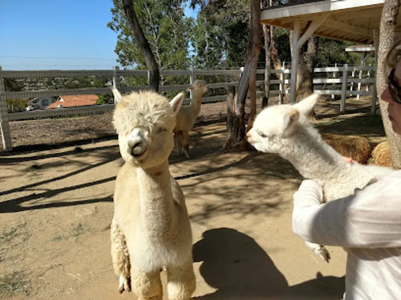 The Alpaca Hacienda in Temecula Valley