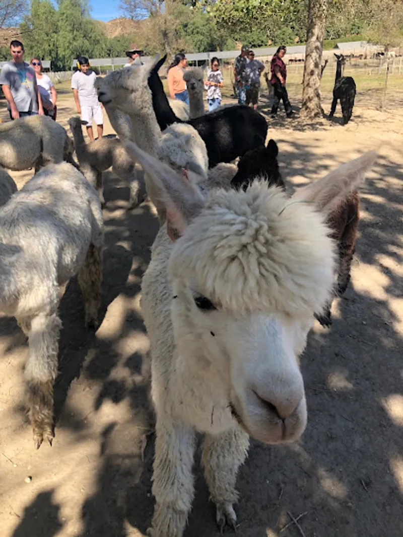Faith and Fleece Alpacas