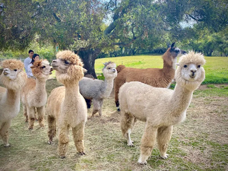 Canzelle Alpacas