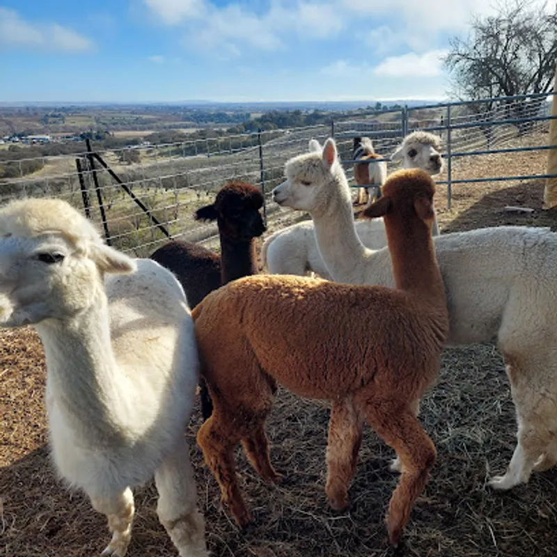 Capaldi Ranch