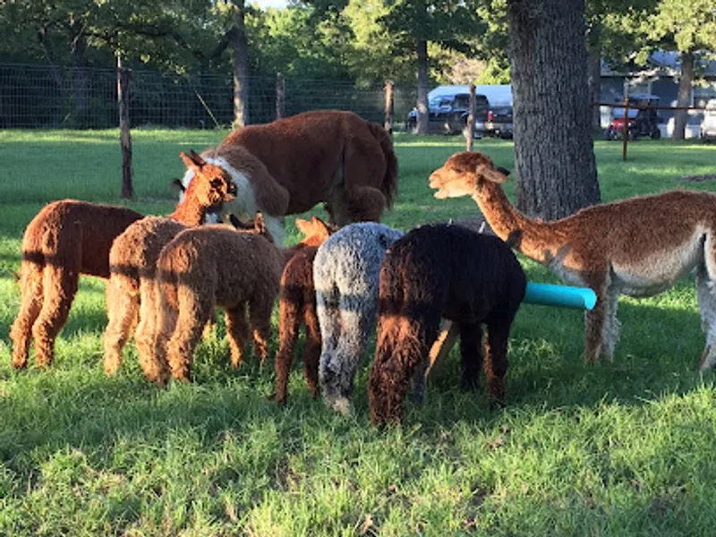 SHMILY Alpaca Ranch