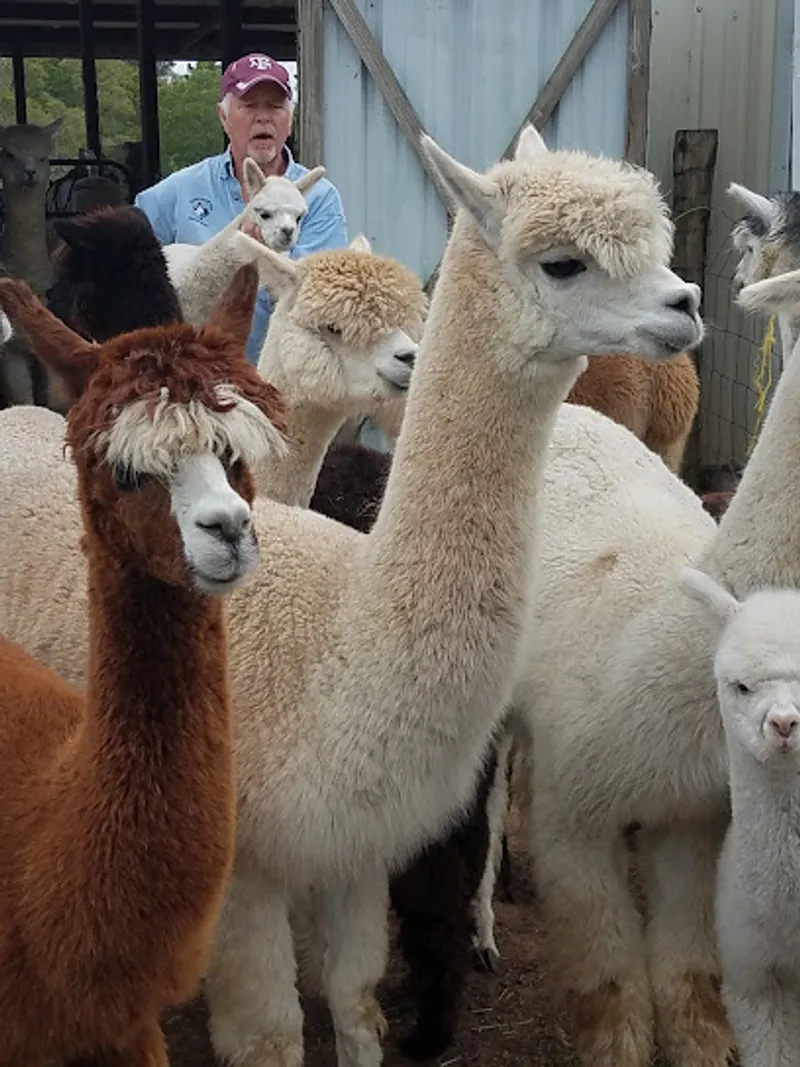 Bluebonnet Hills Alpaca Ranch