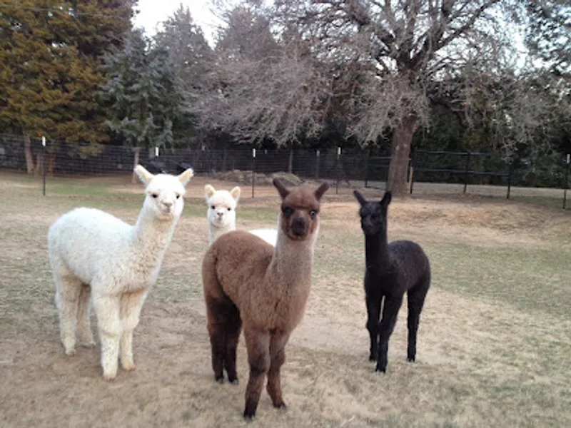 Aubrey Oaks Alpacas
