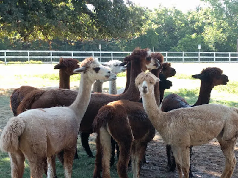 Nana's Pacas Alpaca Ranch