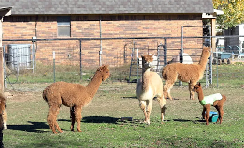 DJ's Classic Alpacas