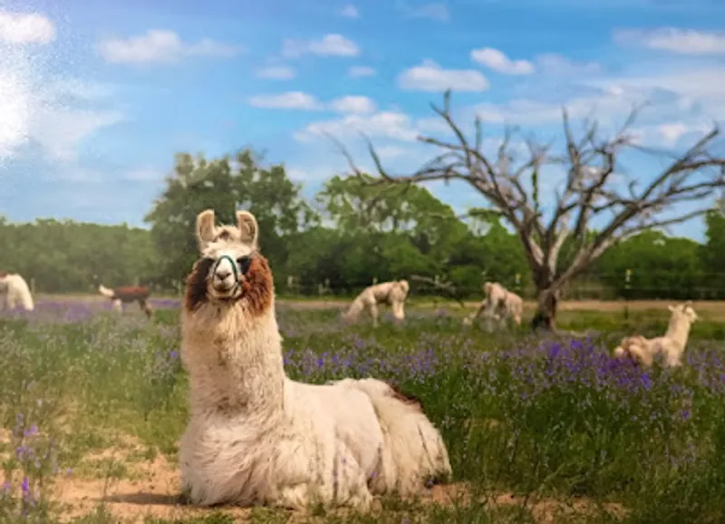 Leslie Lane Llama Farm