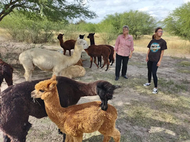 Gulf Breeze Alpaca & Sheep Ranch & Lodging