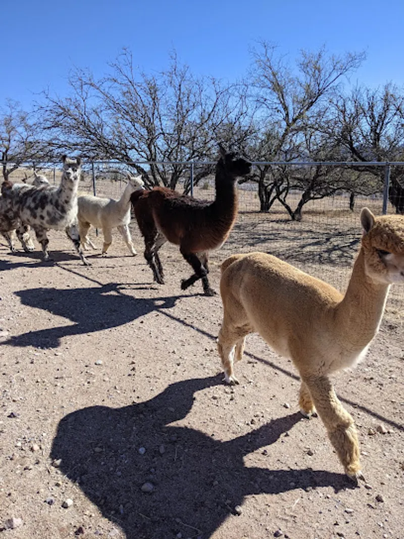 Cienega Farms