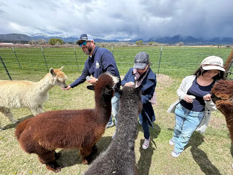 Hallmark Ranch Alpacas