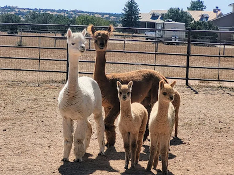 Que Sera Alpacas