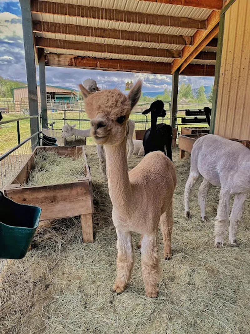 Blue Moon Ranch