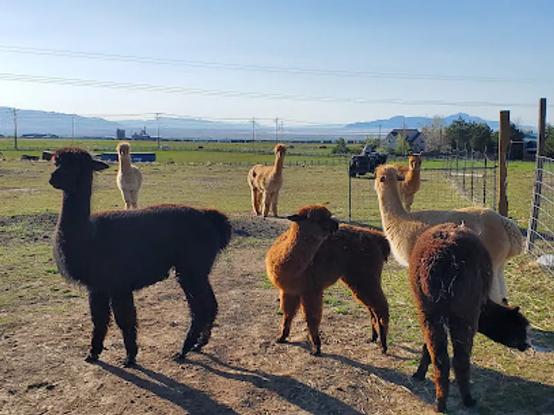 Q&Z Alpacas