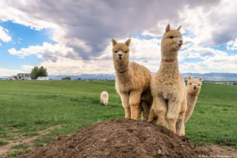 Stargazer Ranch Alpacas