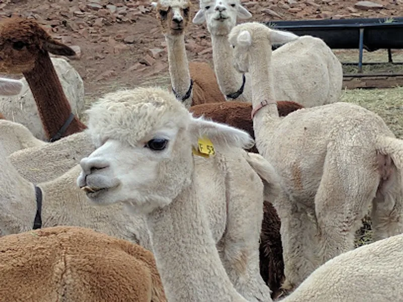 Mountain Sky Alpacas