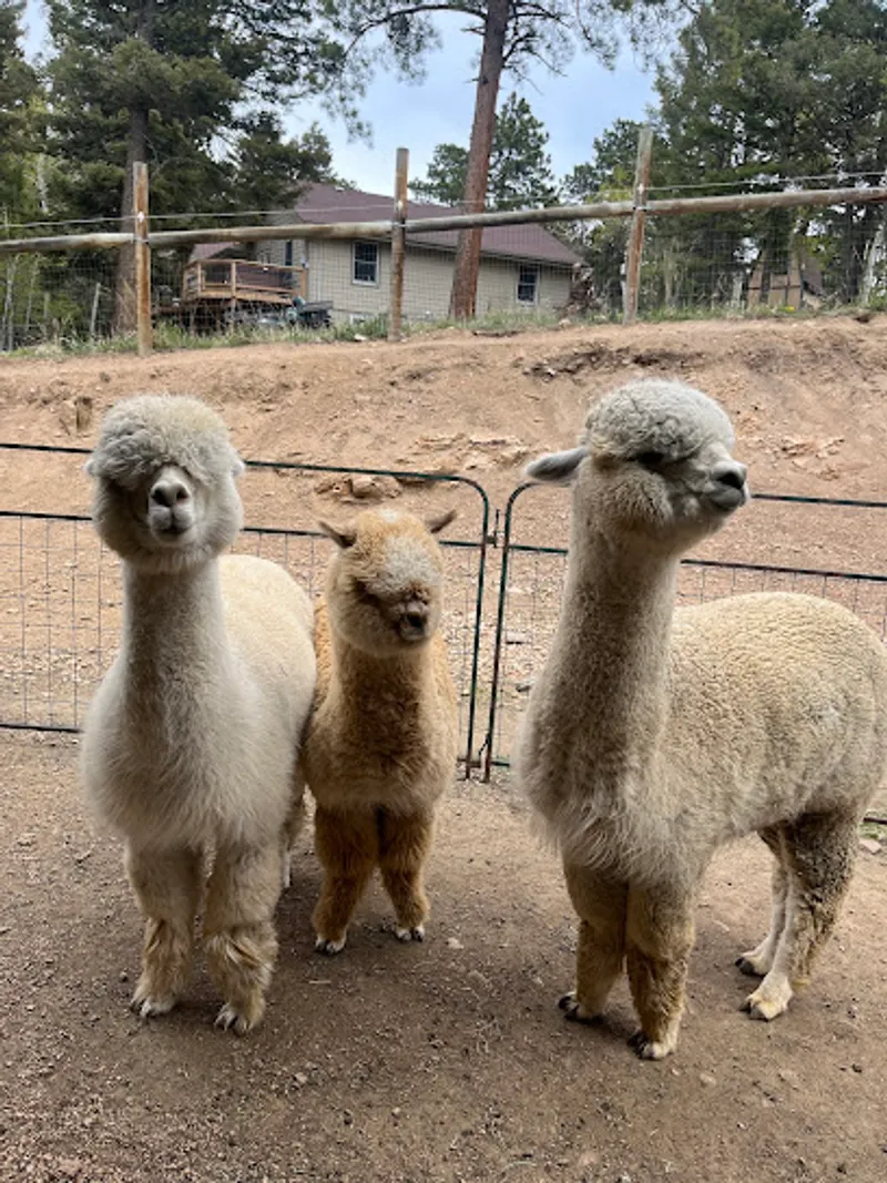 Rockin' R Alpaca Ranch