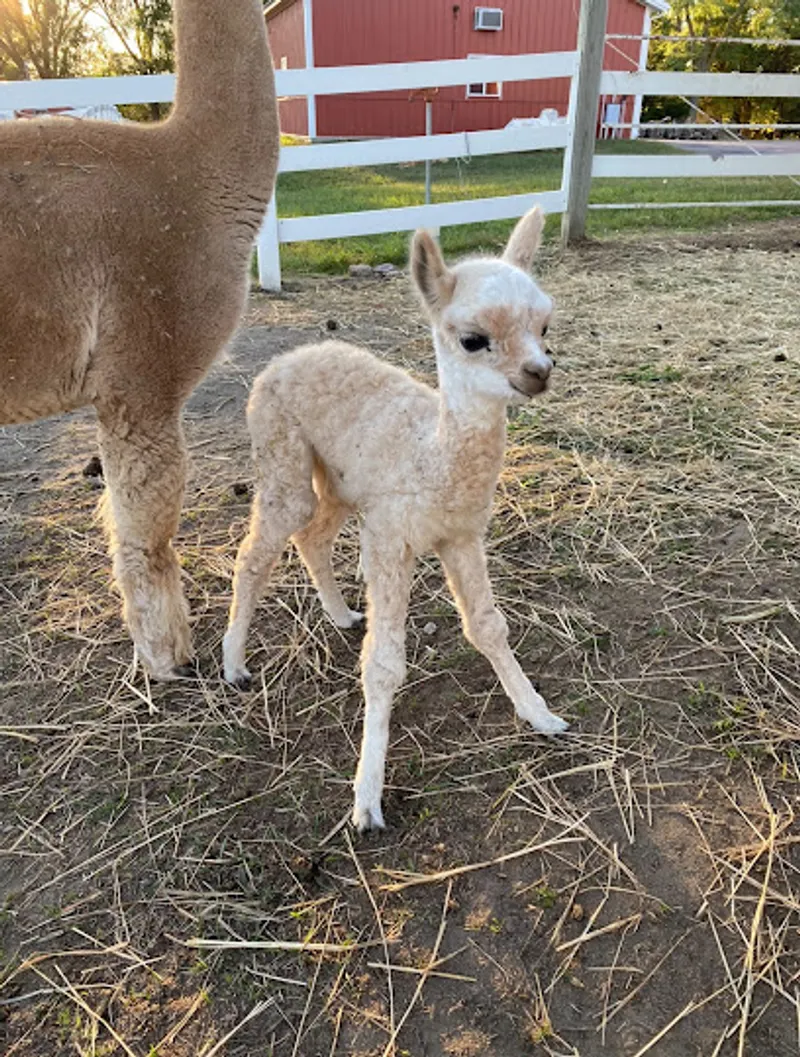 Red Truck Alpaca Farm